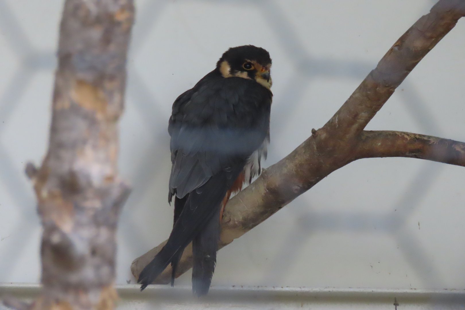 Eurasian hobby