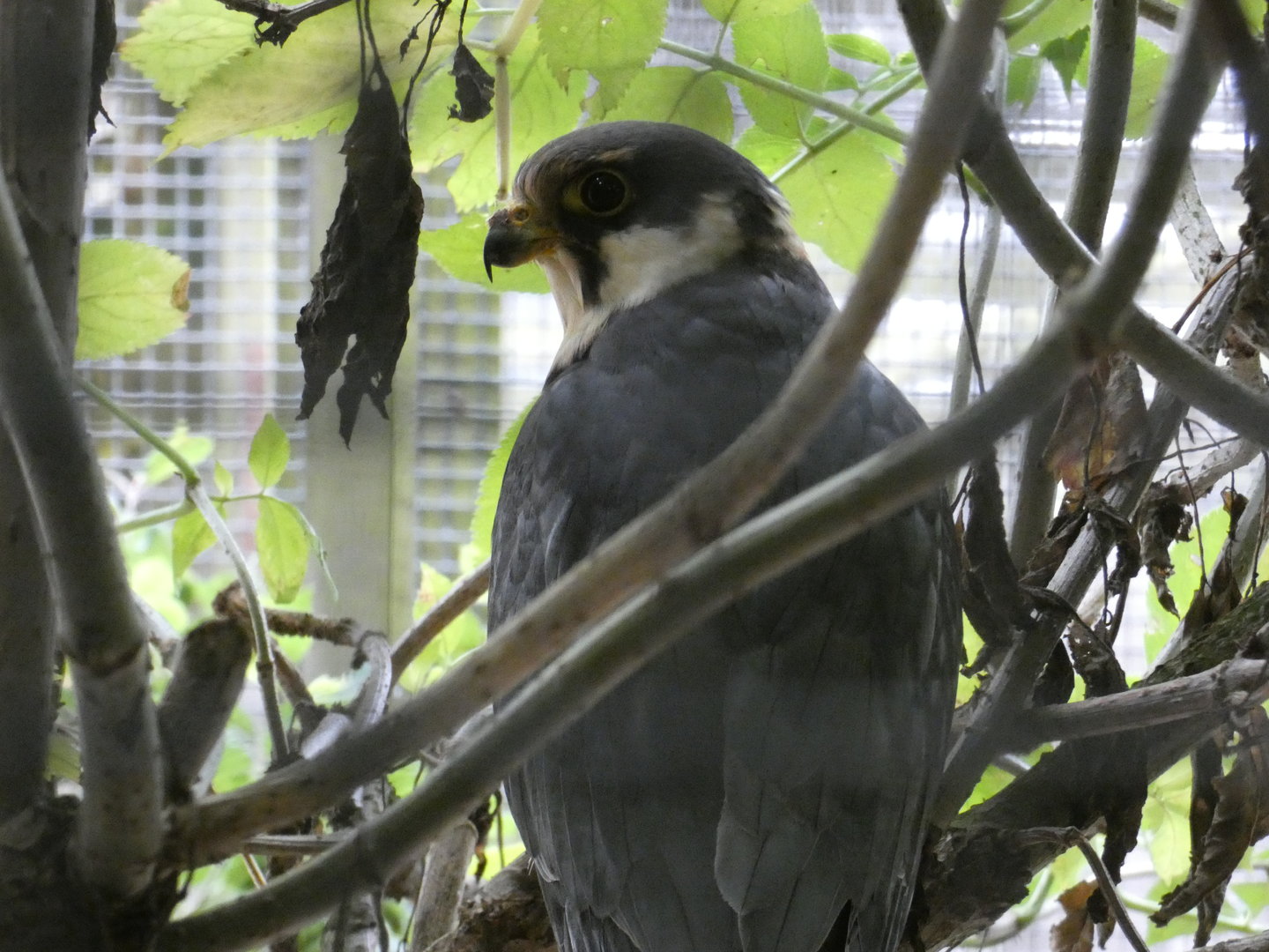 Eurasian hobby