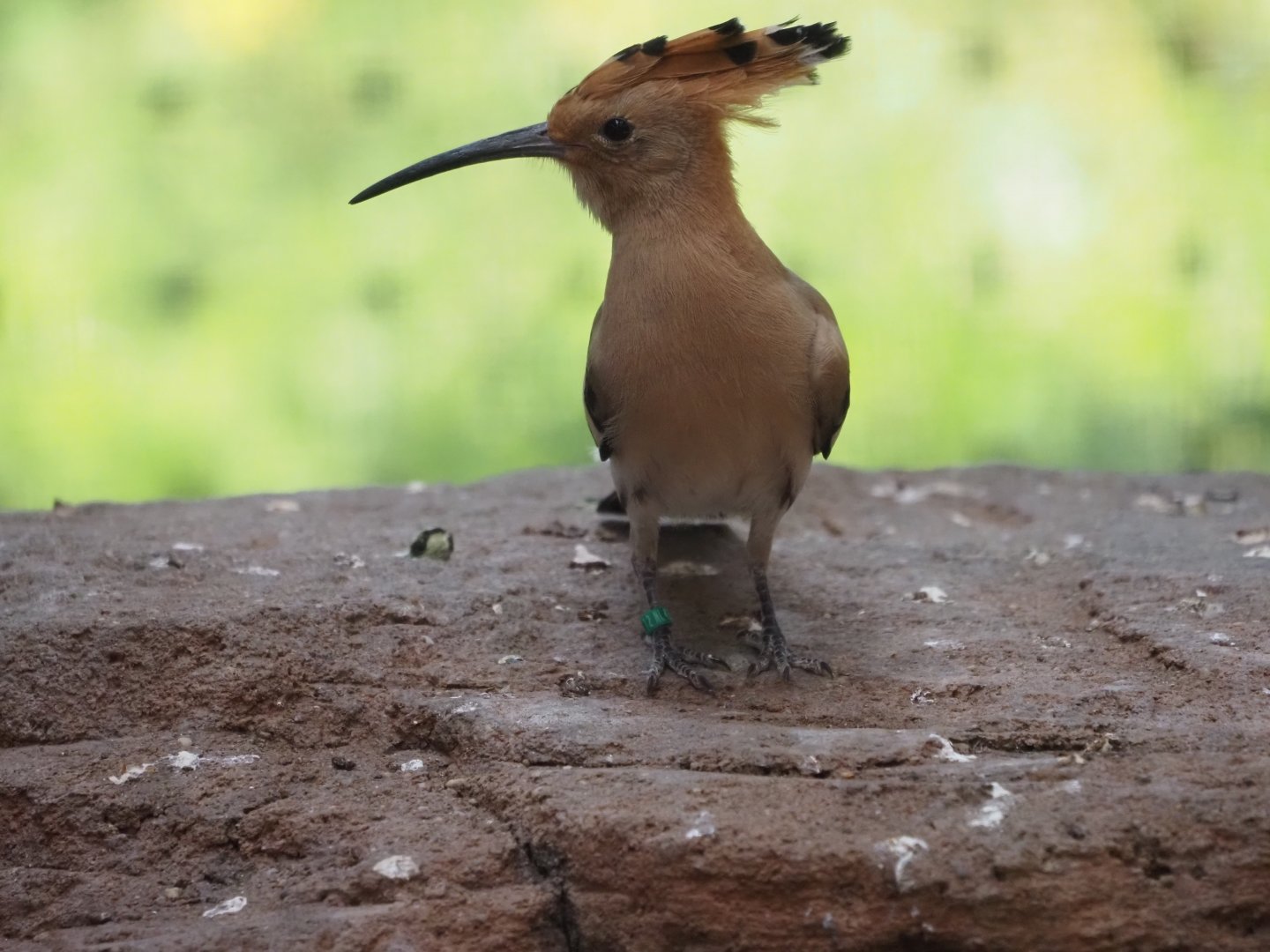 Eurasian Hoopoe 1