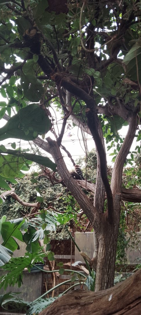 Eurasian hoopoe 120425