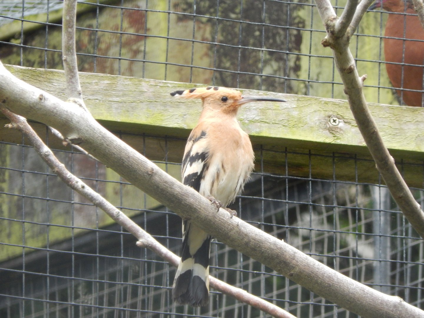 Eurasian hoopoe 190622