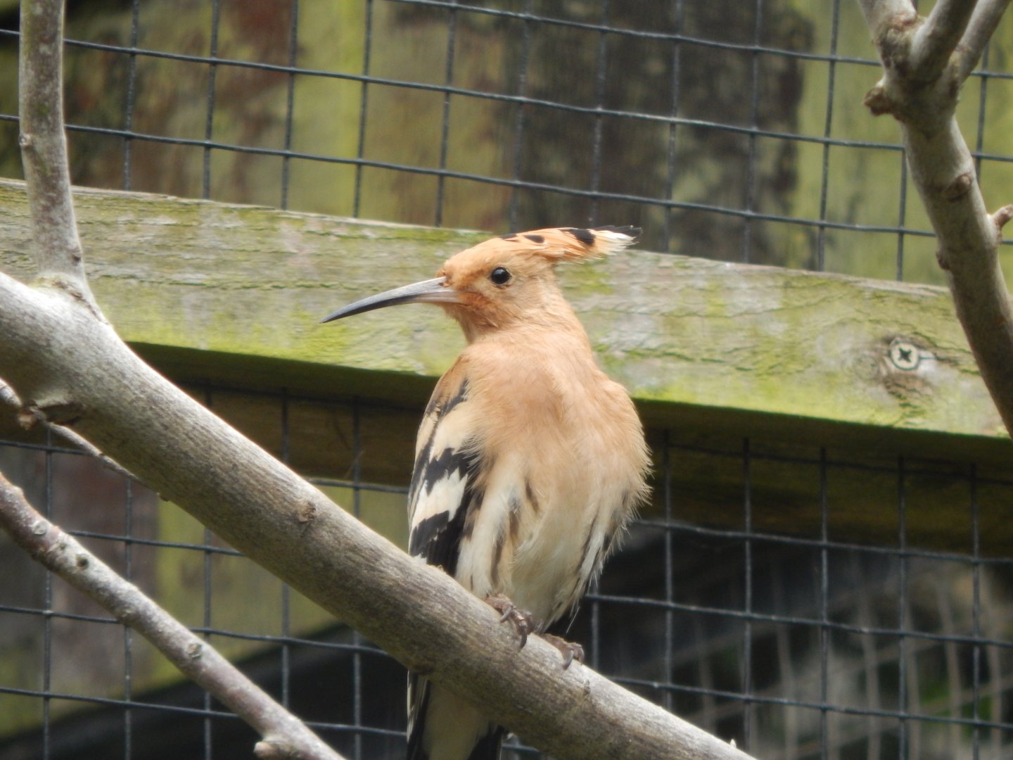 Eurasian hoopoe 190622