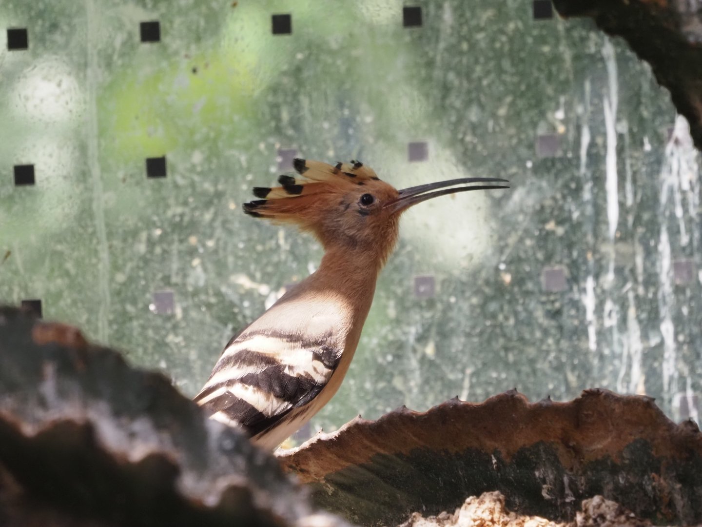 Eurasian Hoopoe 2