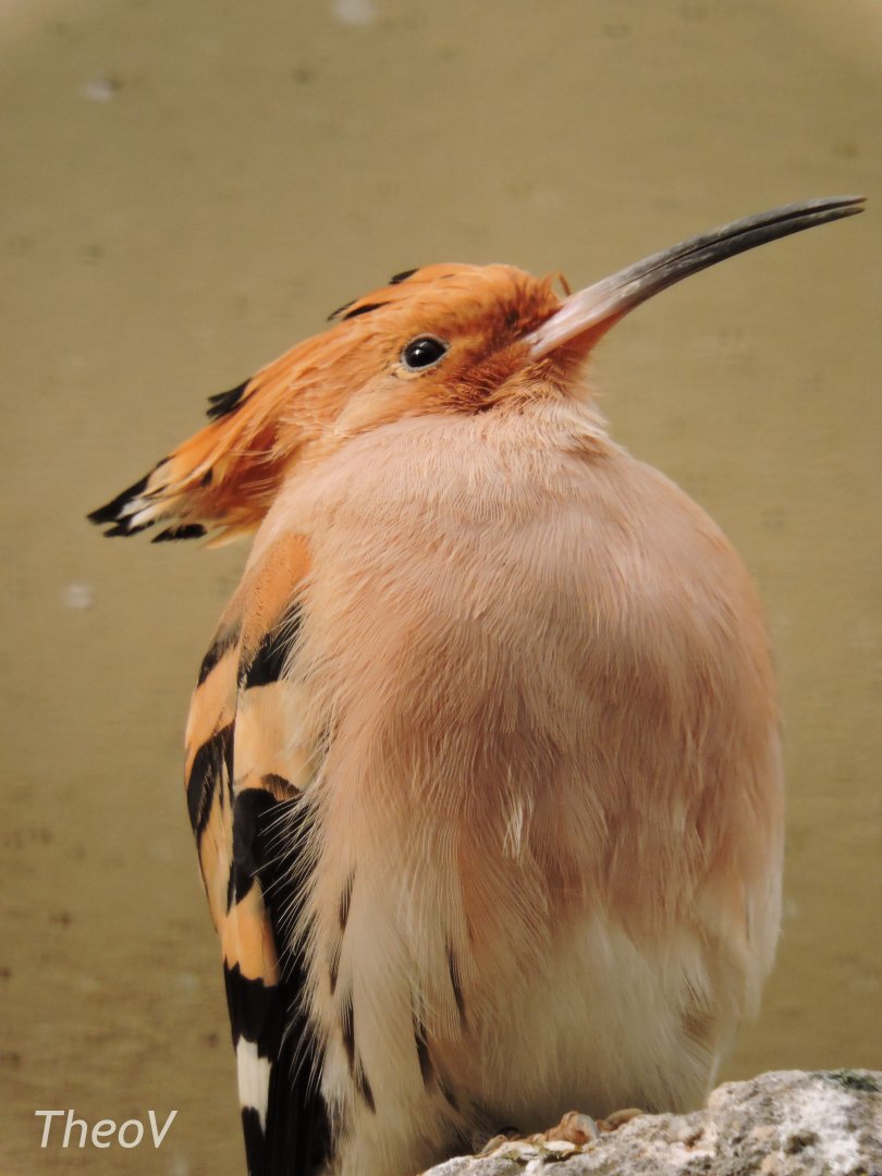 Eurasian hoopoe [2017]