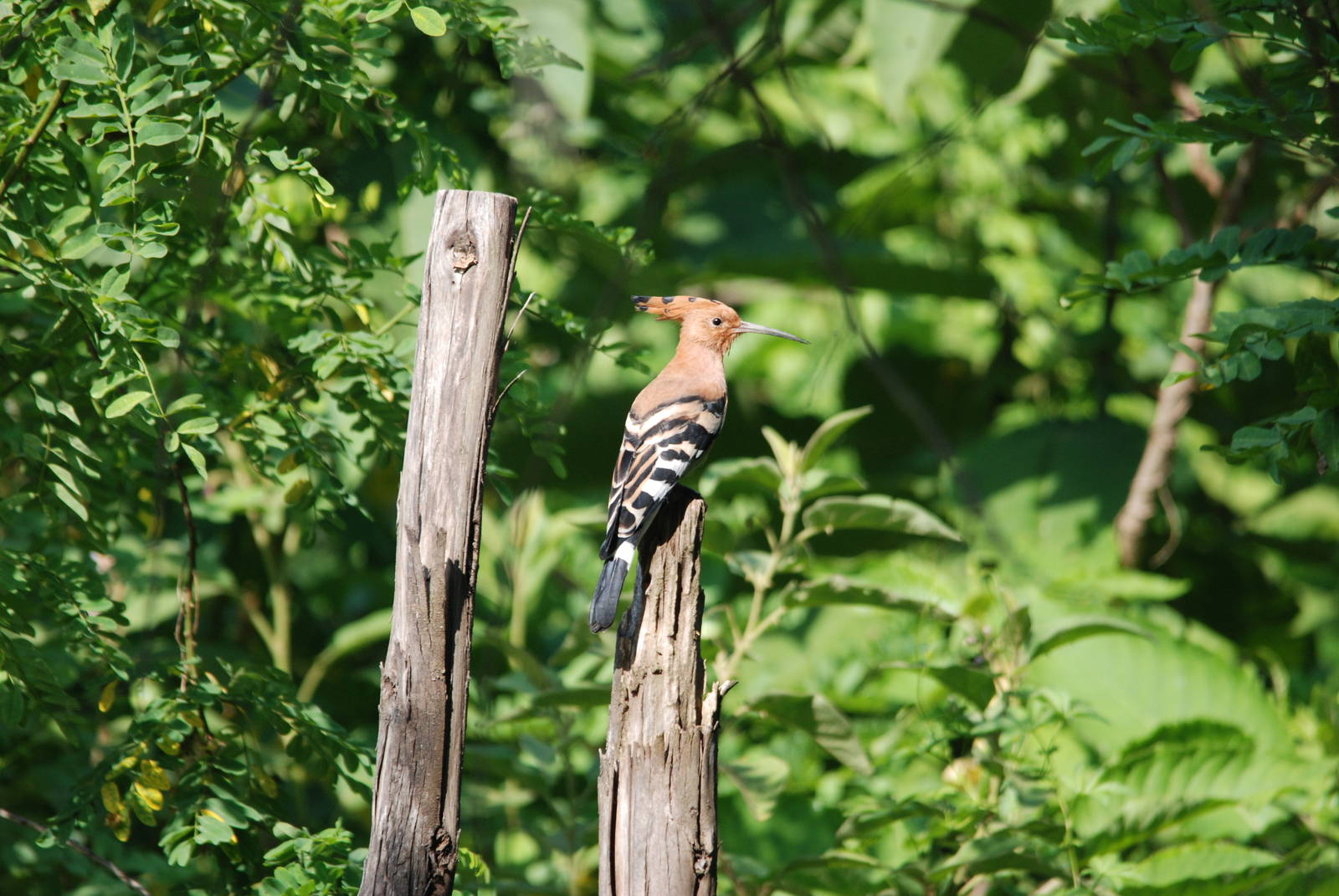 Eurasian Hoopoe at Bishangari Lodge, 14/10/14