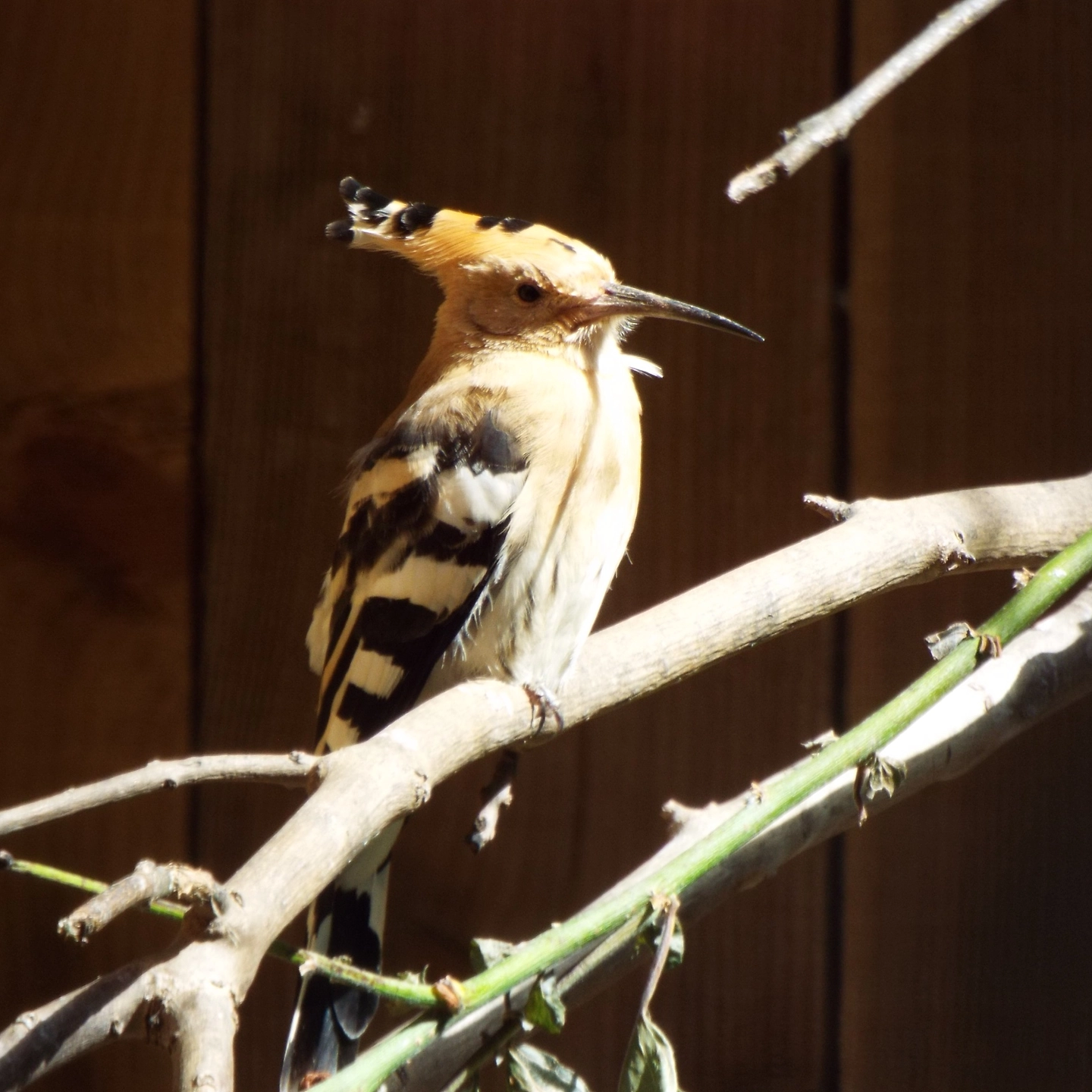 Eurasian Hoopoe, Bristol Zoo
