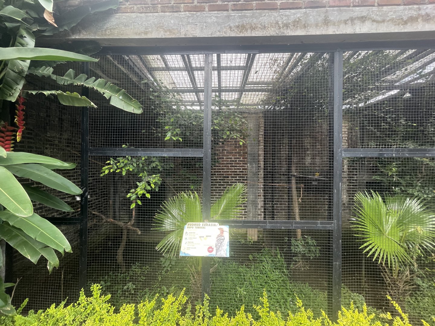eurasian hoopoe exhibit