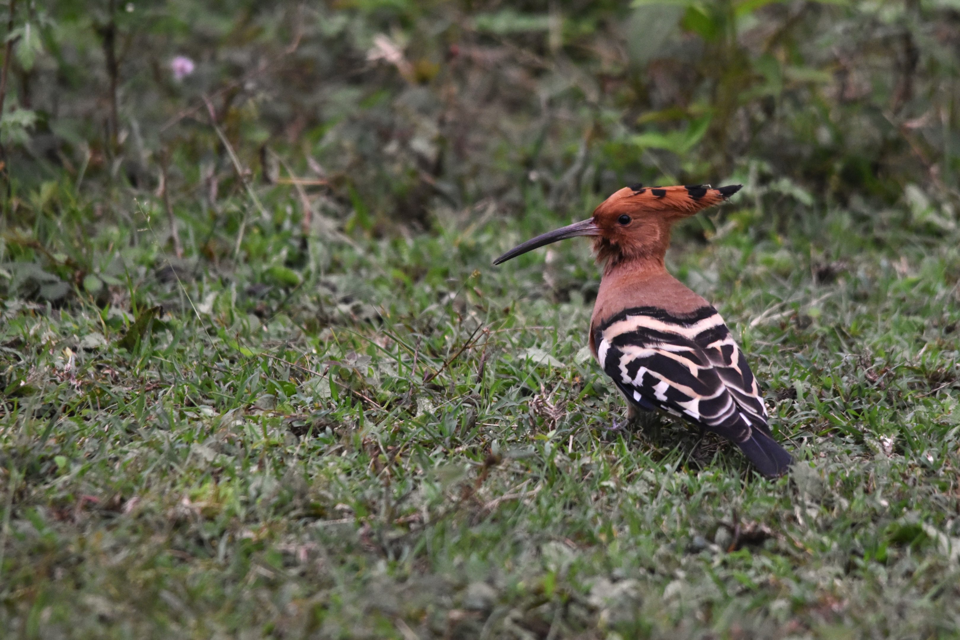 Eurasian Hoopoe, Nagarahole Tiger Reserve, 20th November 2024