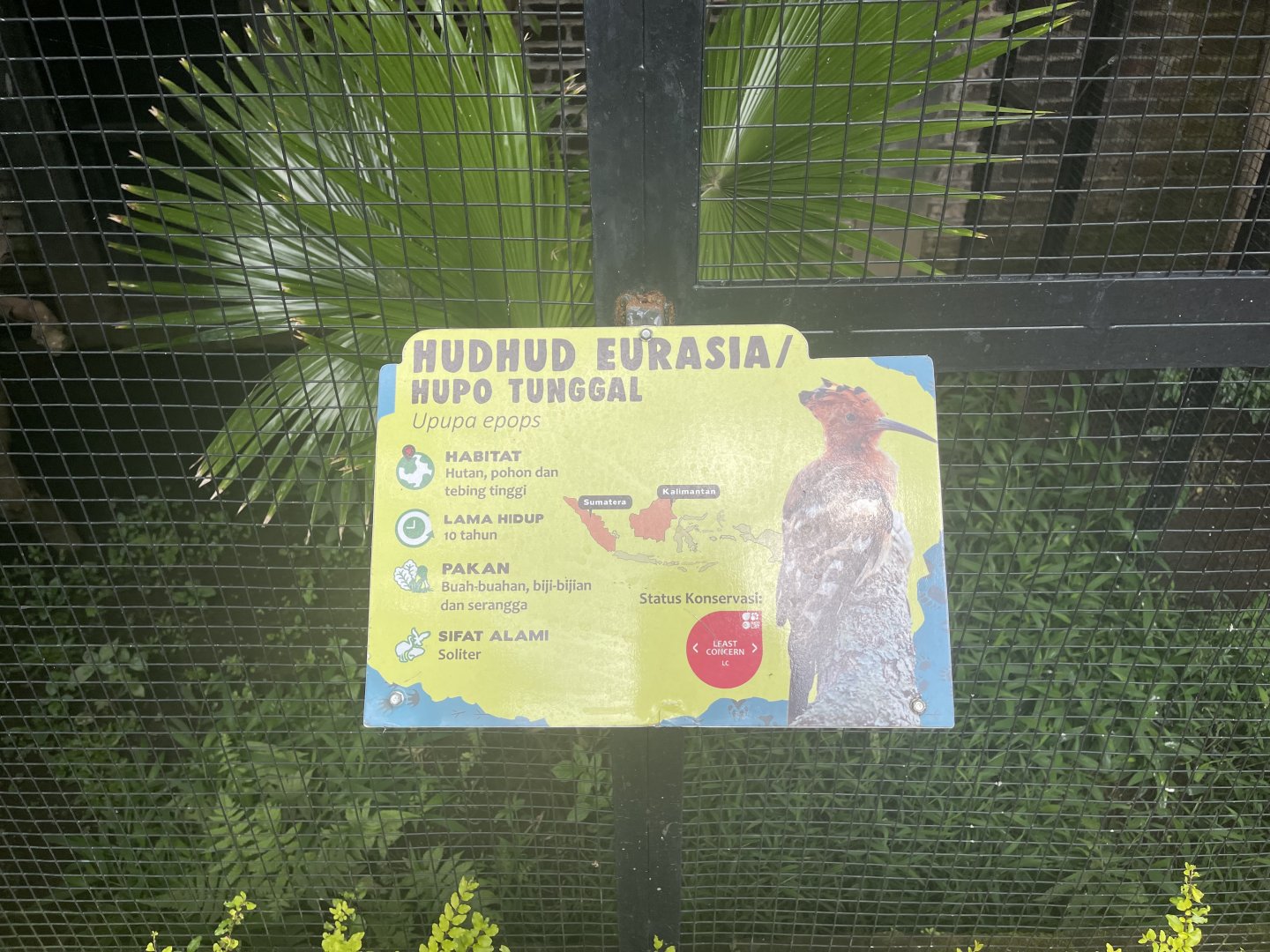 eurasian hoopoe signage