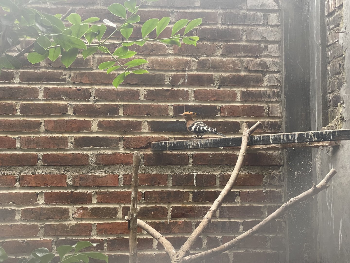 eurasian hoopoe (upupa epops) (1)