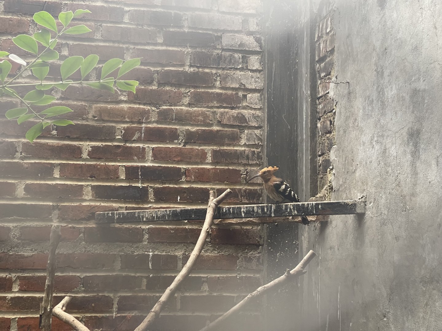 eurasian hoopoe (upupa epops) (2)