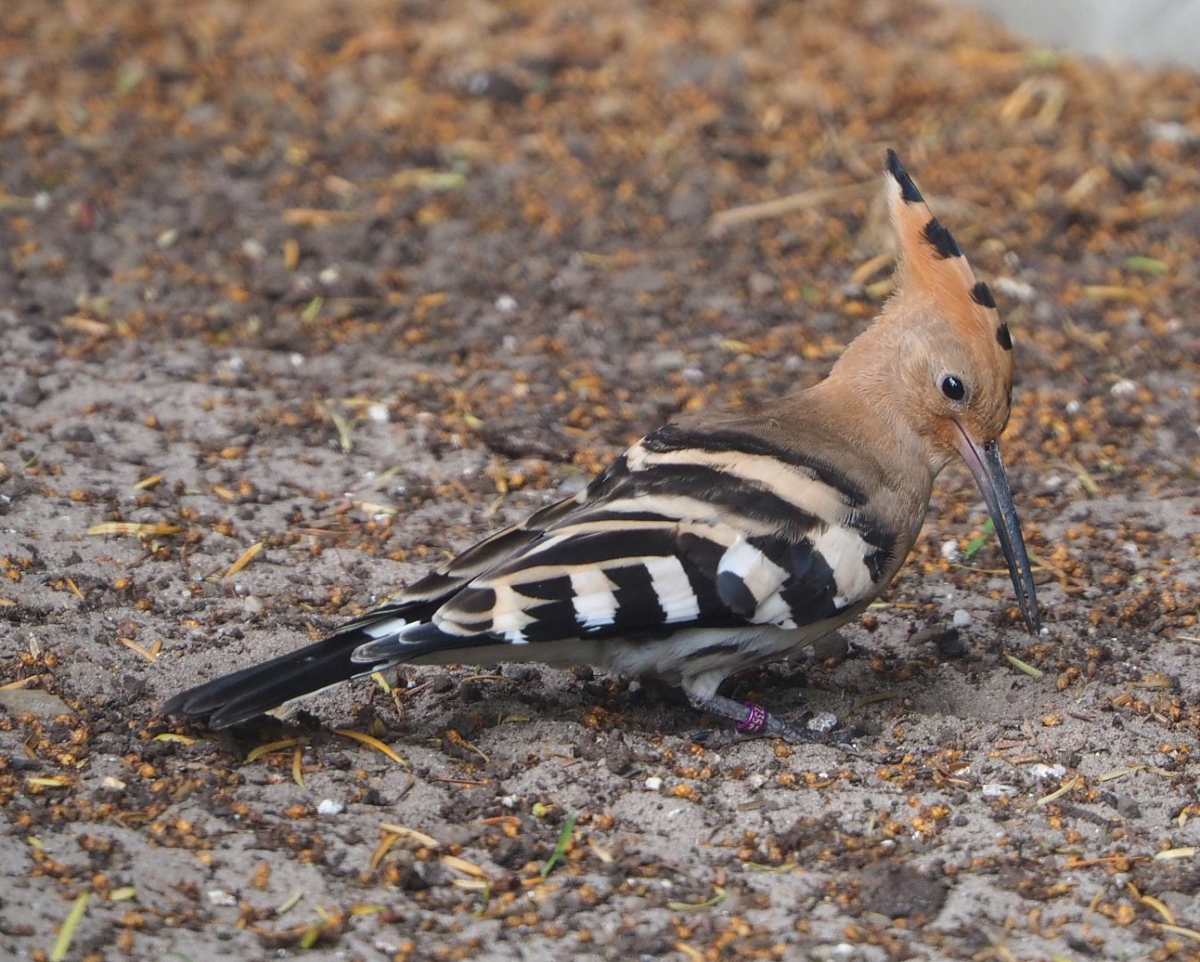 Eurasian hoopoe (Upupa epops), 2021-06-12
