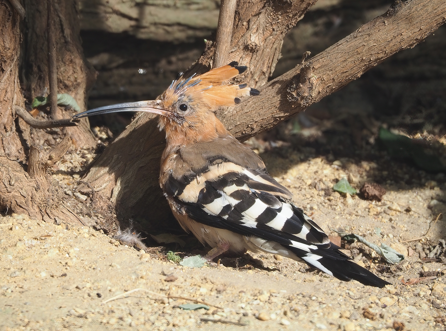 Eurasian hoopoe (Upupa epops), 2022-09-04