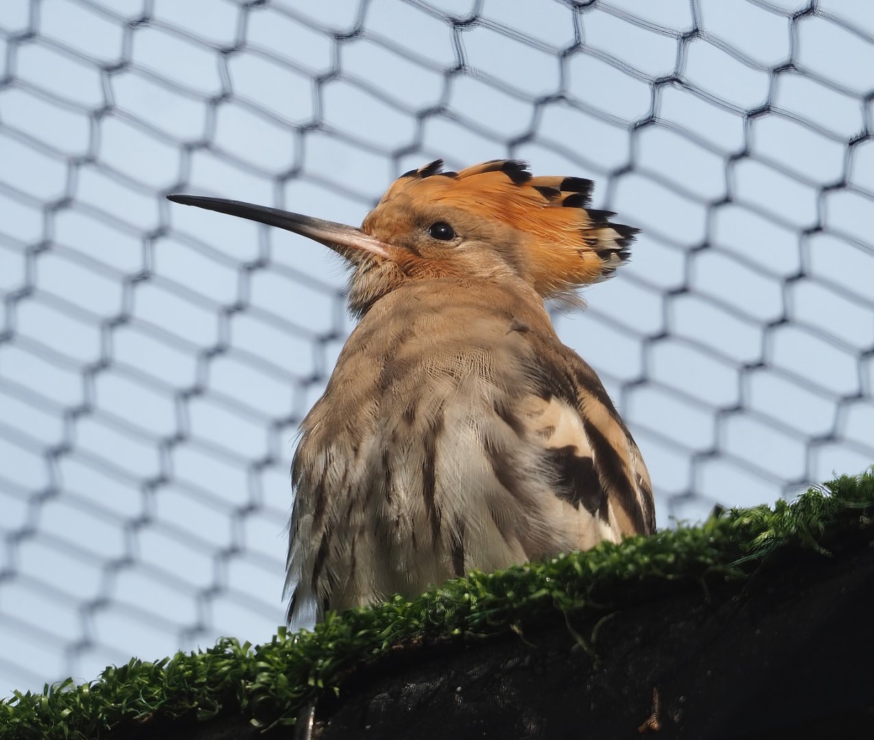 Eurasian hoopoe (Upupa epops), 2023-07-22