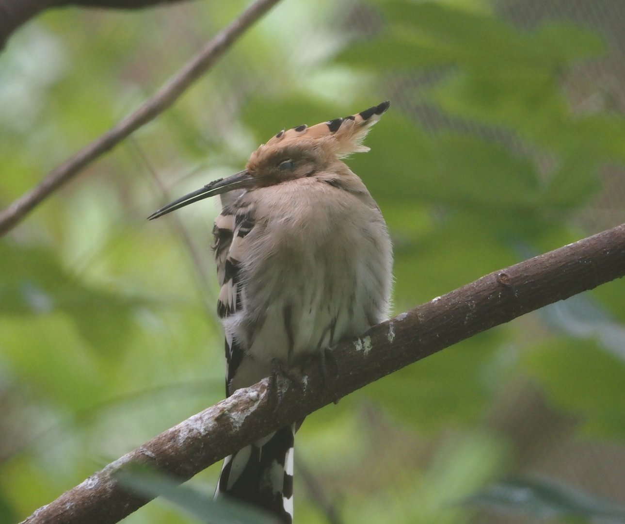 Eurasian hoopoe (Upupa epops), 2024-08-21