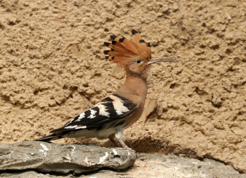 Eurasian hoopoe (Upupa epops epops)