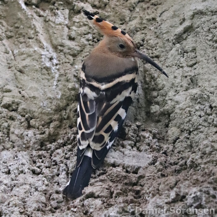 Eurasian hoopoe (Upupa epops epops)