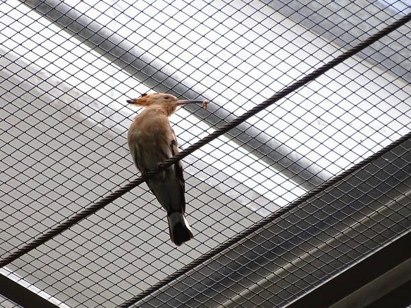 Eurasian hoopoe (Upupa epops epops)