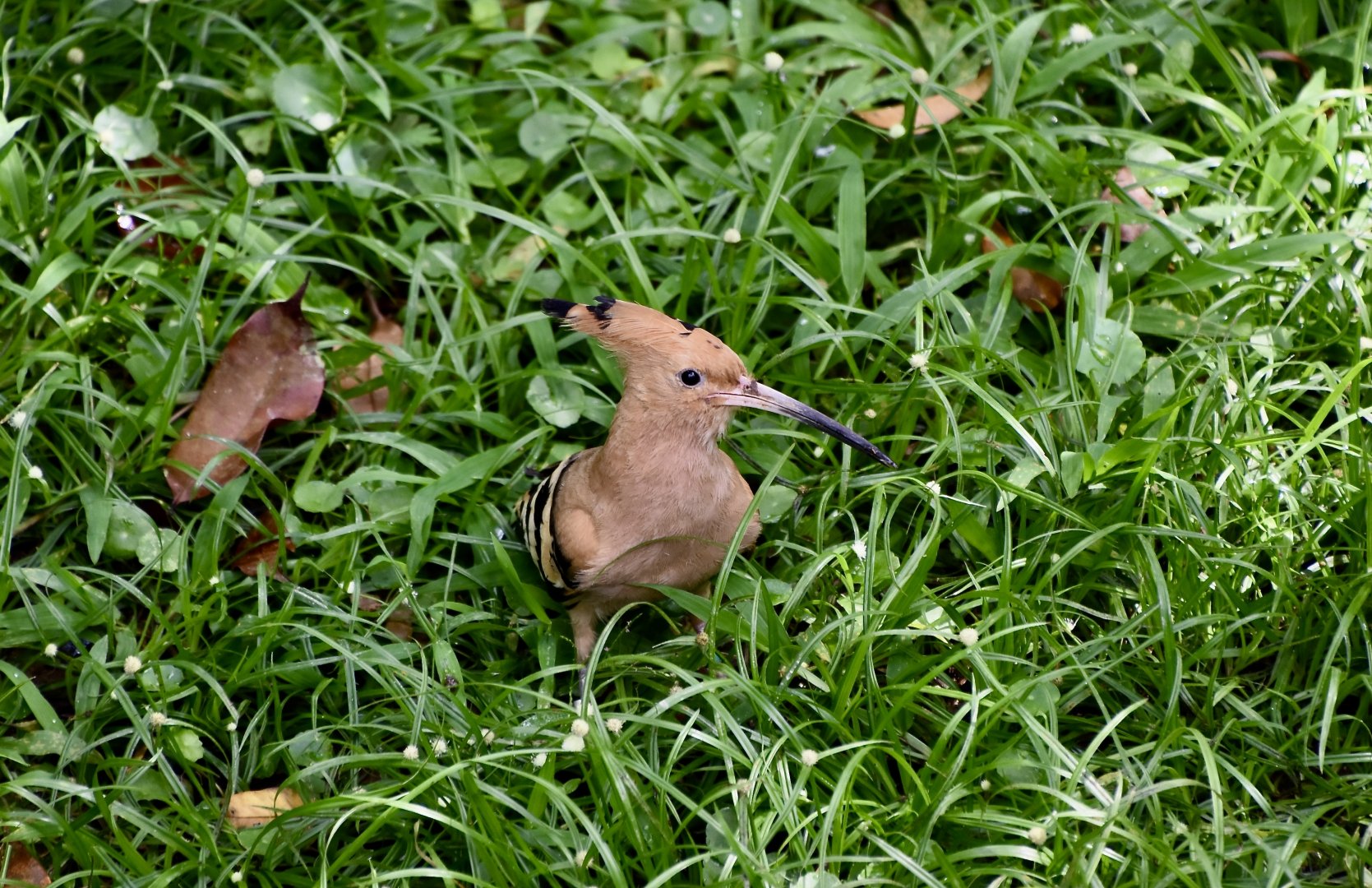 Eurasian Hoopoe (Upupa epops epops)