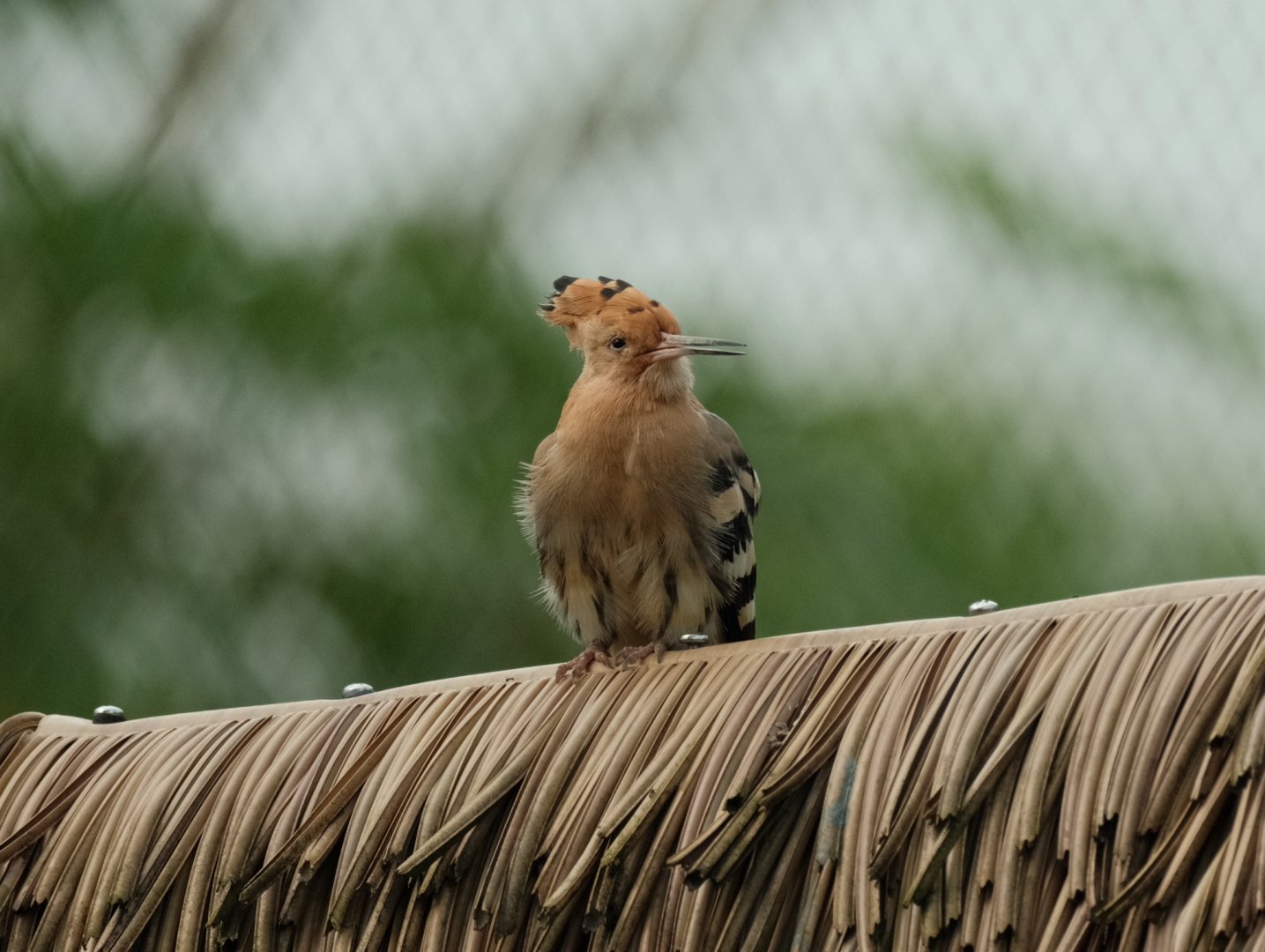 Eurasian Hoopoe (Upupa epops)