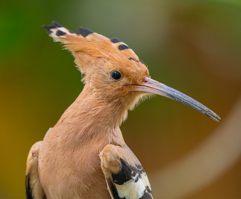 Eurasian Hoopoe (Upupa Epops)