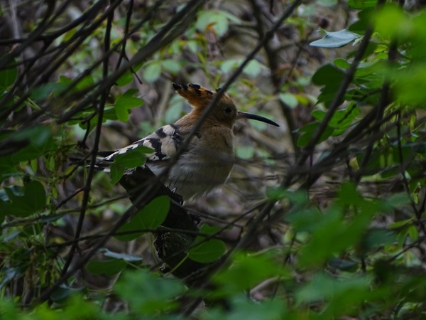 Eurasian hoopoe (Upupa epops)