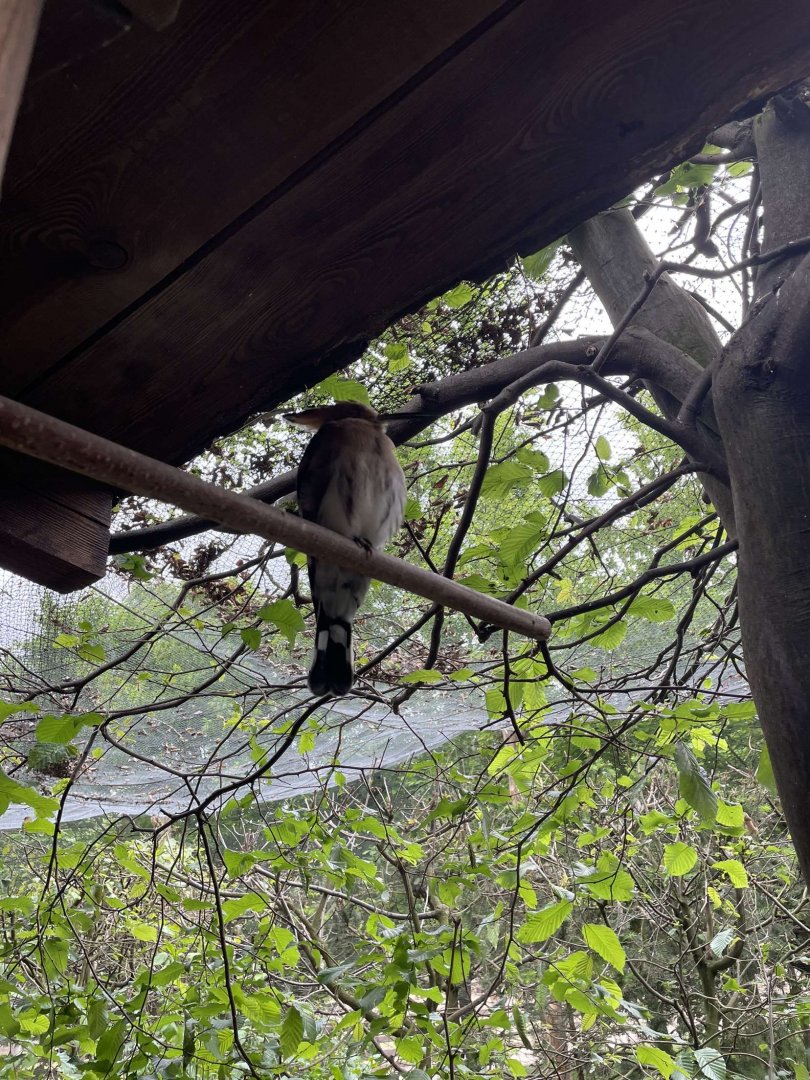 Eurasian Hoopoe (Upupa epops)