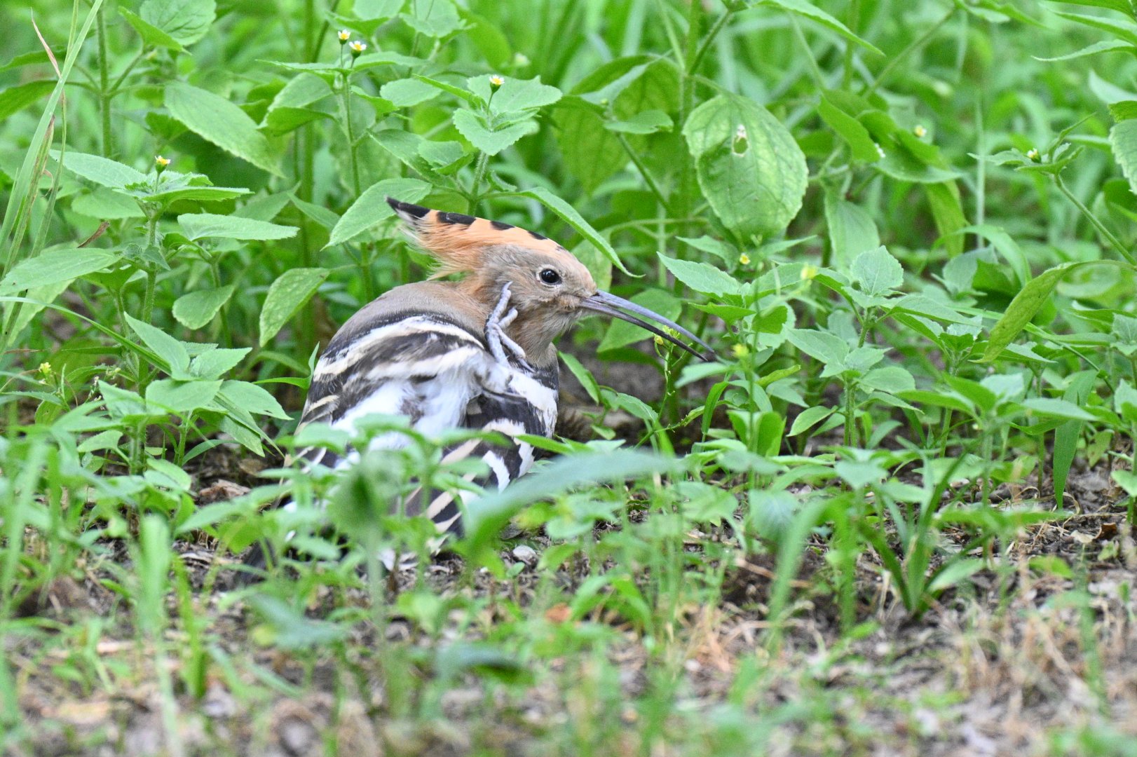 Eurasian hoopoe (Upupa epops)