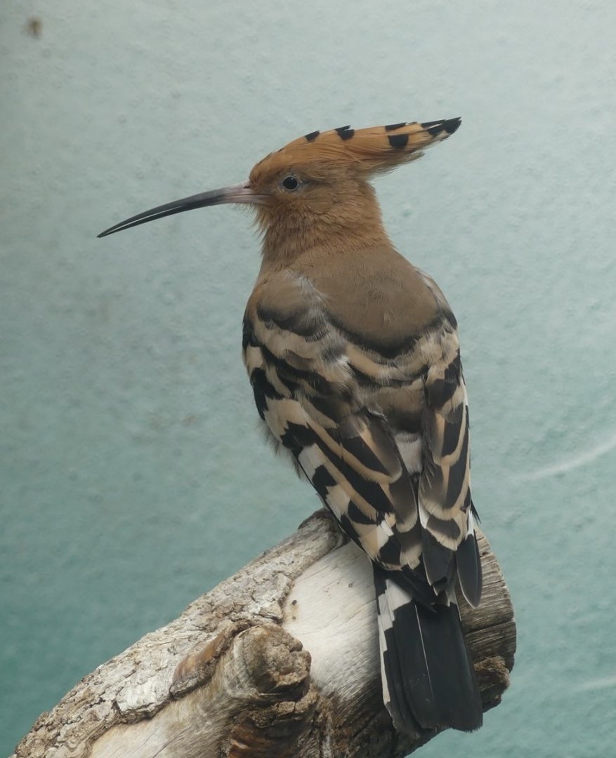 Eurasian Hoopoe - Zoo København - 26.05.25