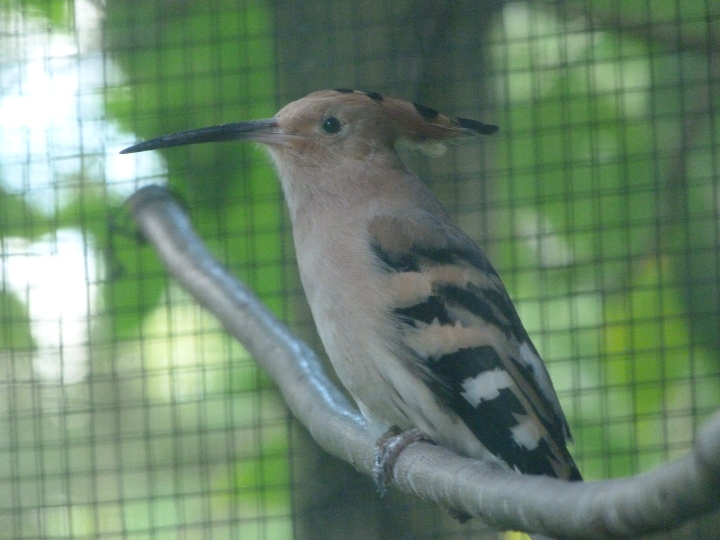 Eurasian hoopoe -Zoo Plzeň (2025)