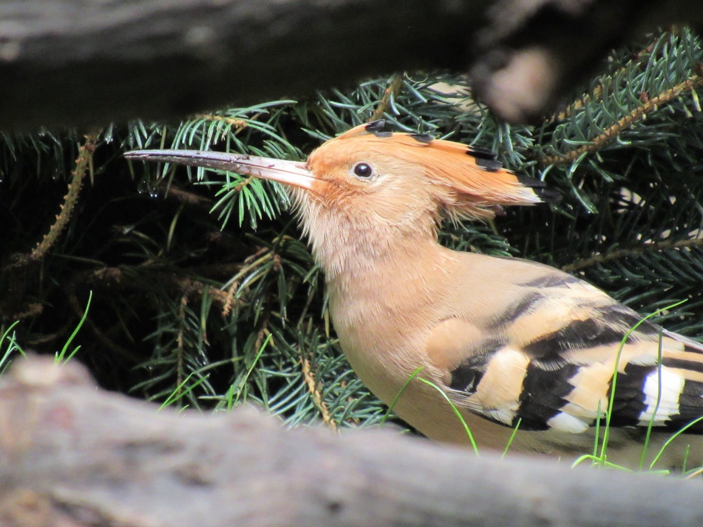 Eurasian hoopoe