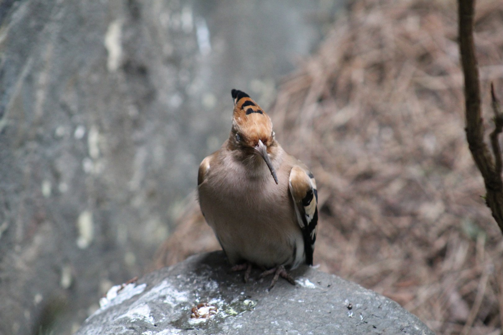 Eurasian Hoopoe