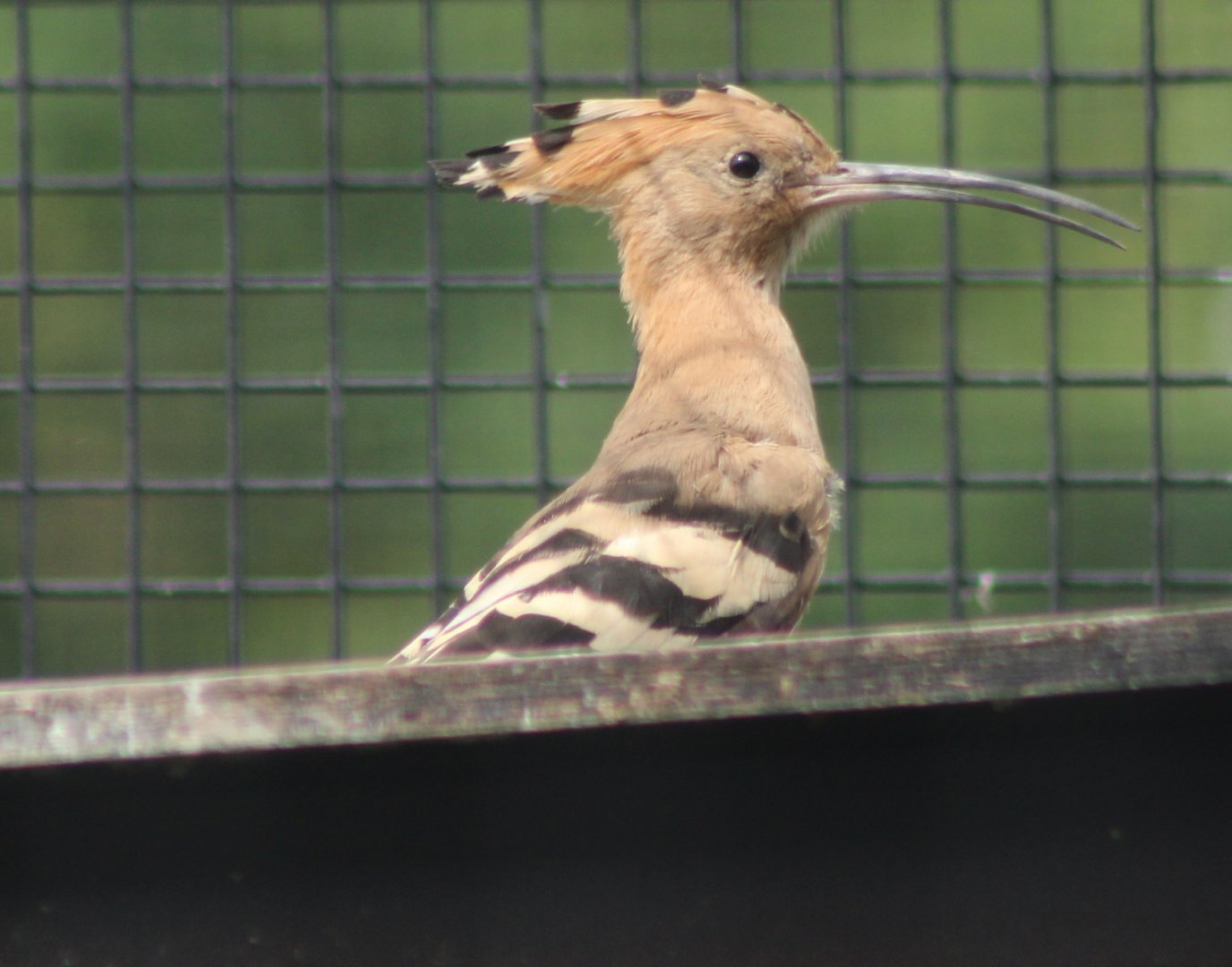 Eurasian hoopoe