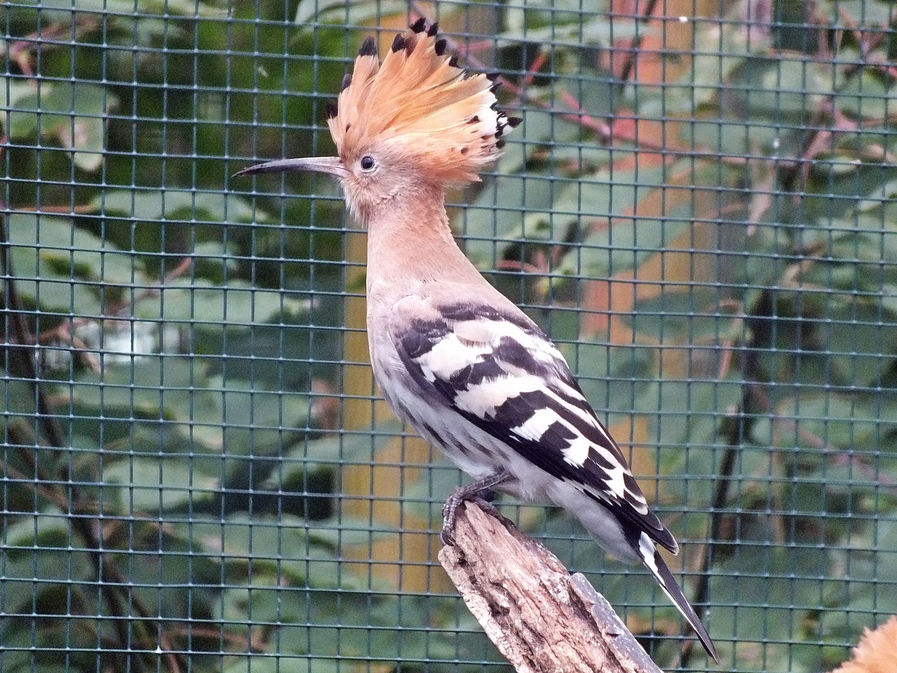 Eurasian hoopoe