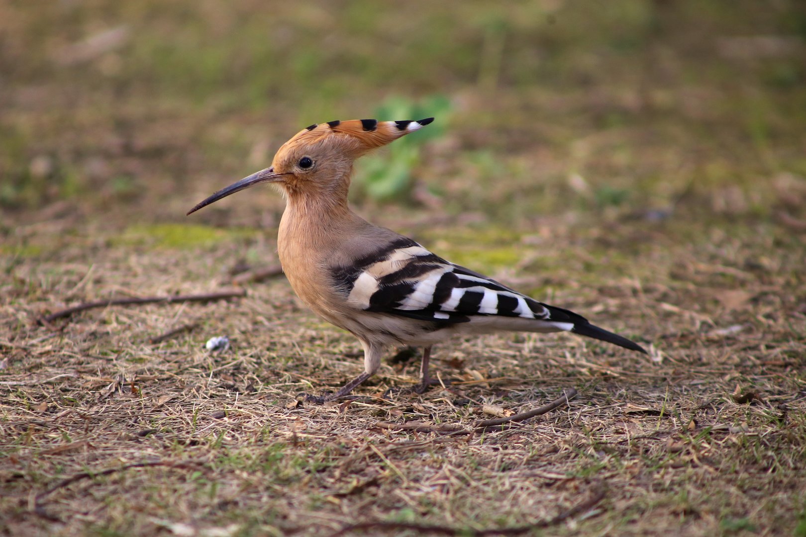 Eurasian Hoopoe