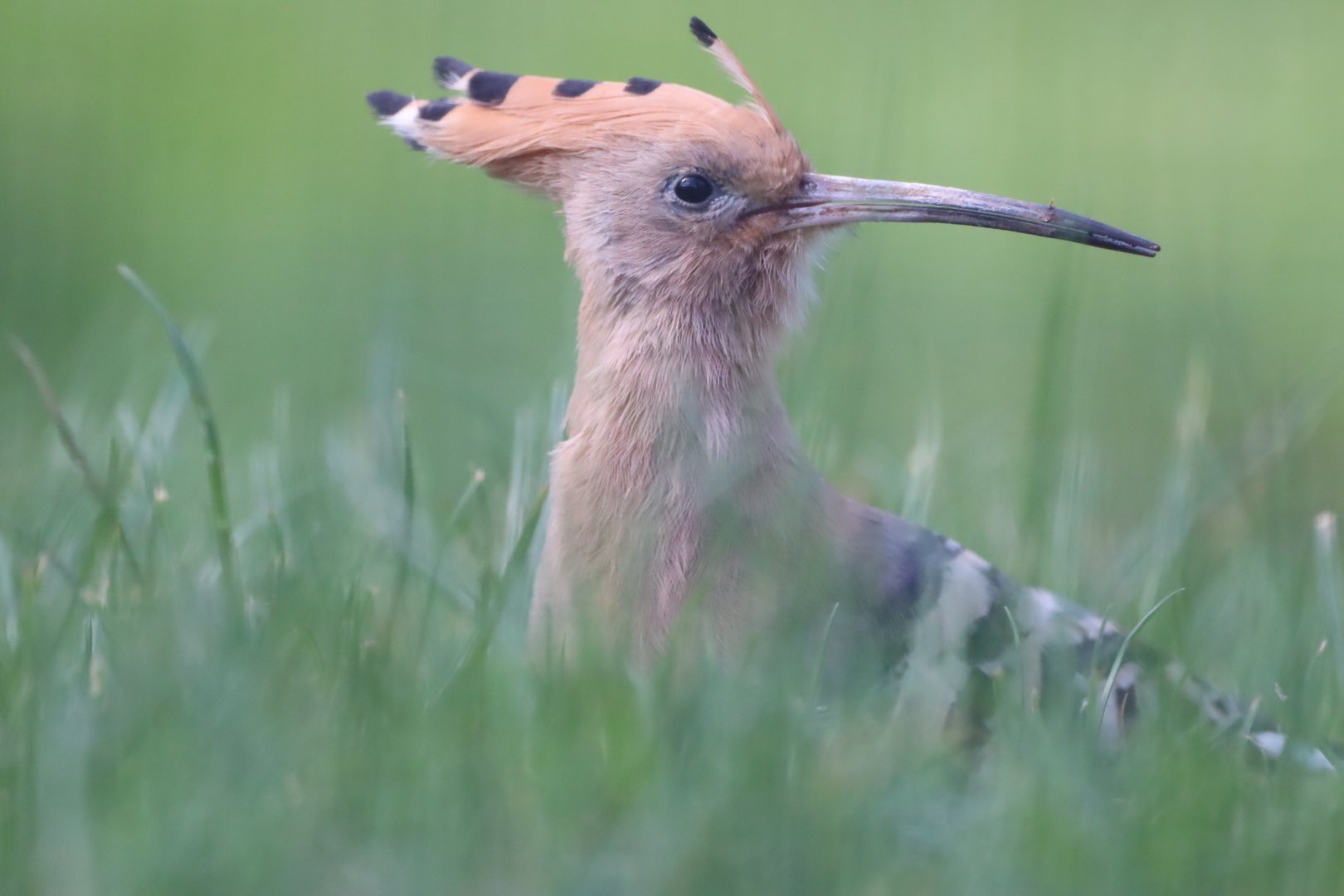 Eurasian Hoopoe