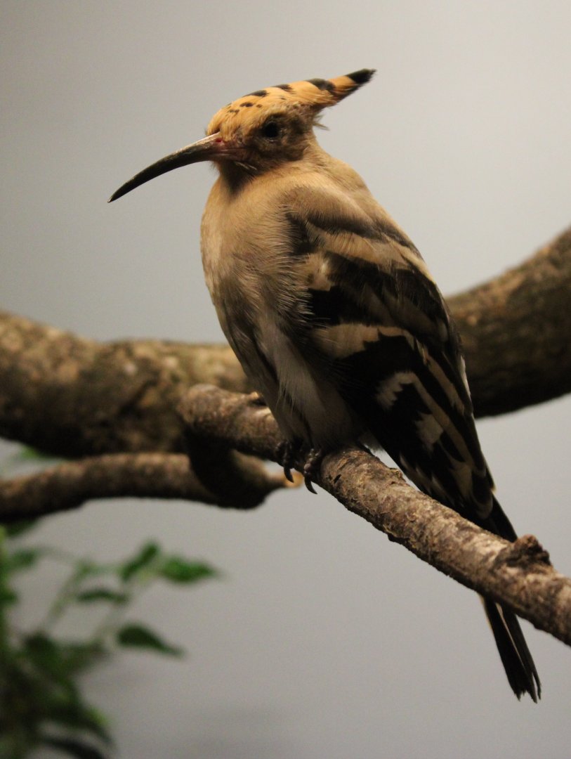 Eurasian hoopoe