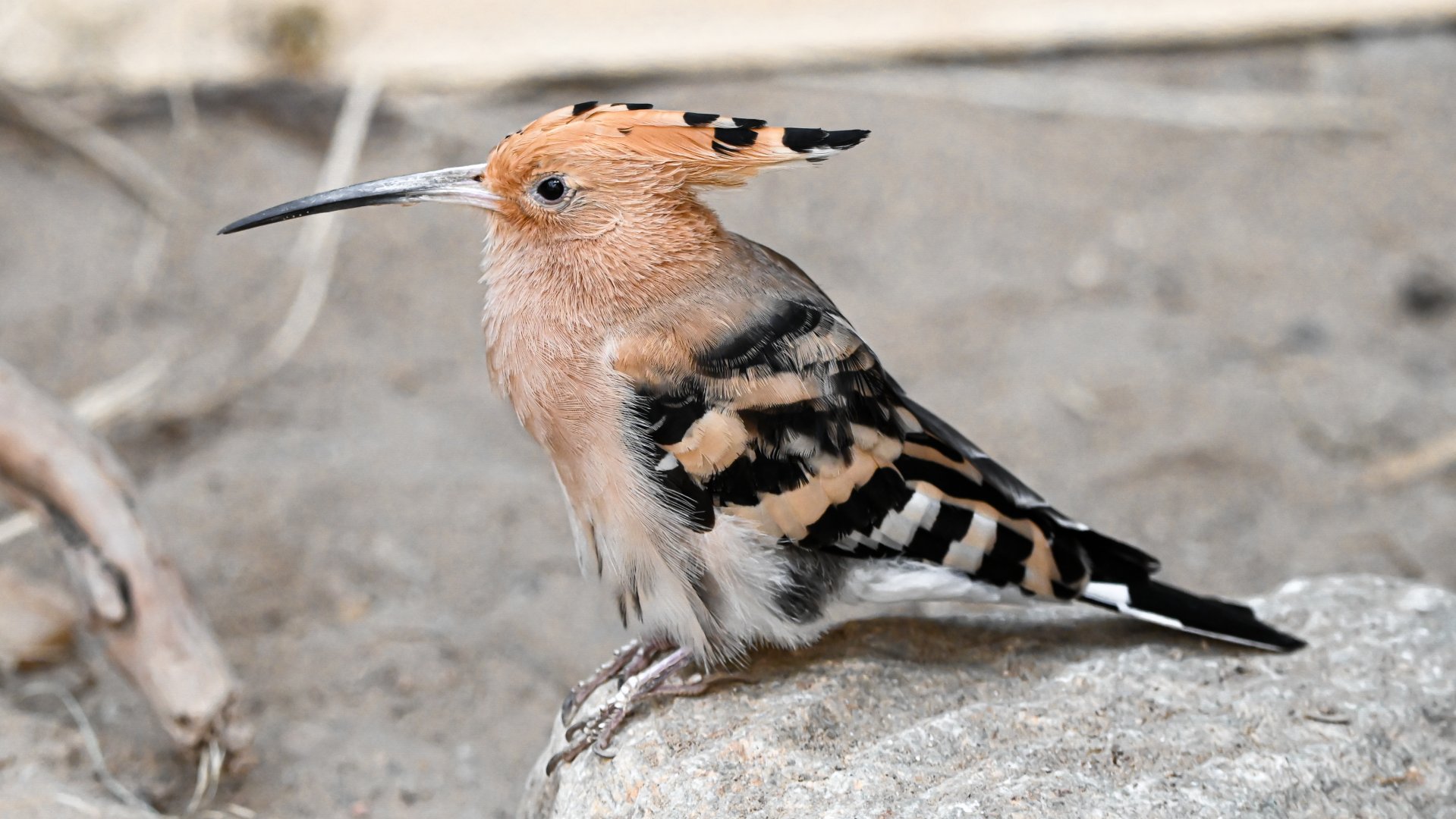 Eurasian hoopoe