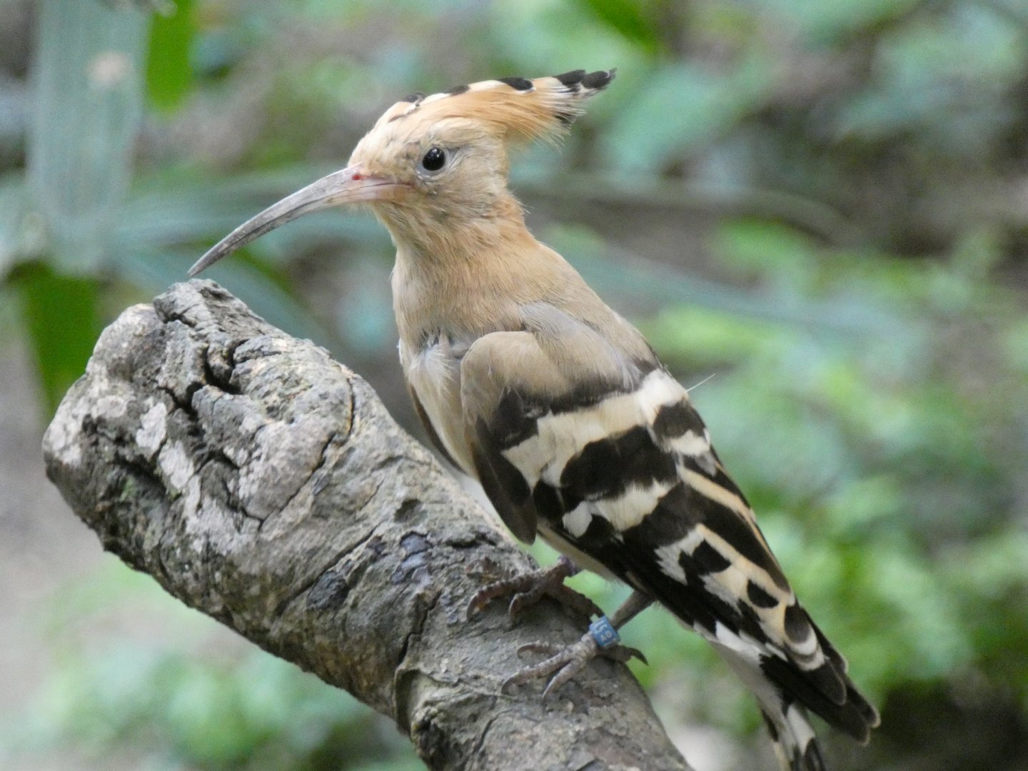 Eurasian hoopoe