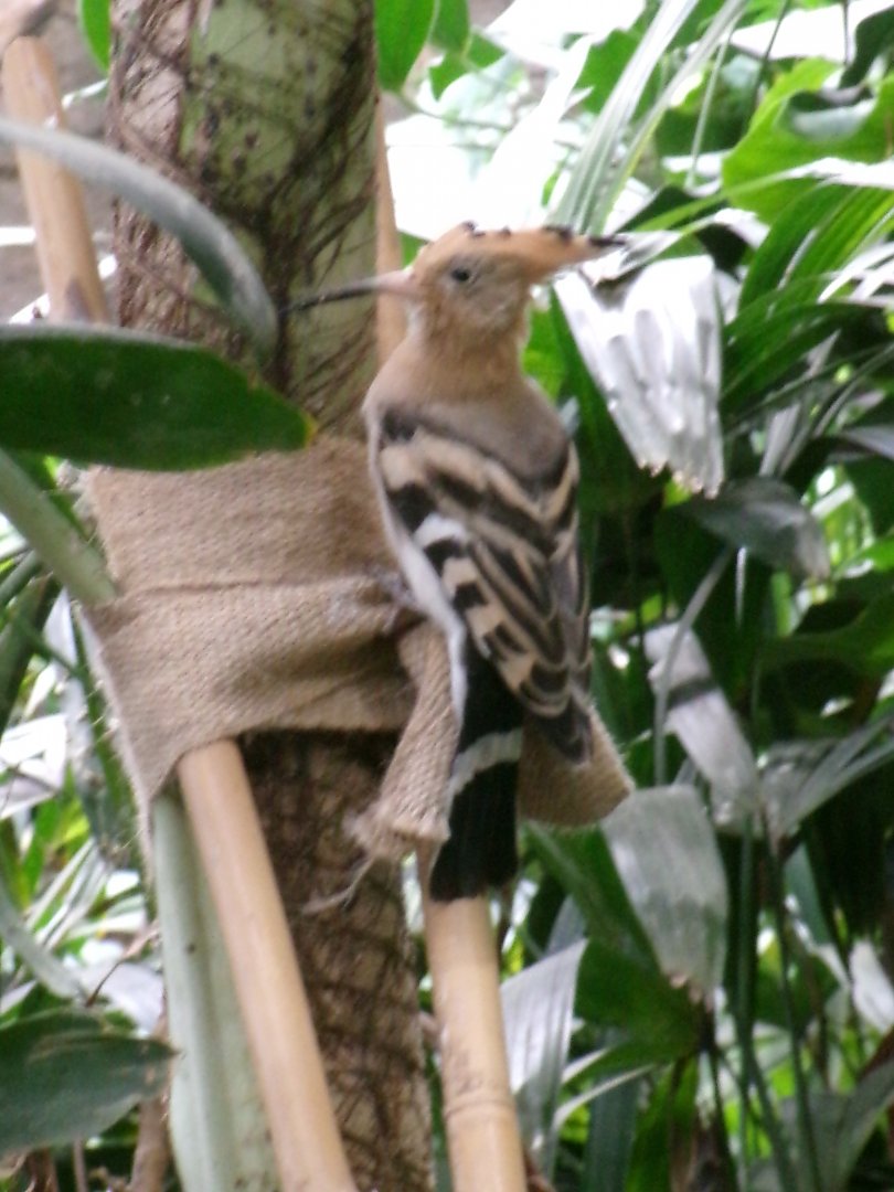 Eurasian hoopoe