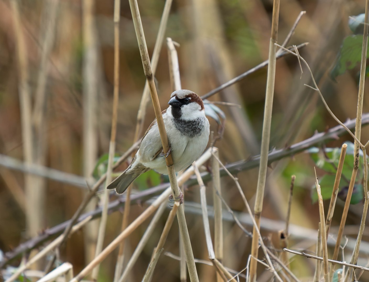 Eurasian House Sparrow (wild), UK