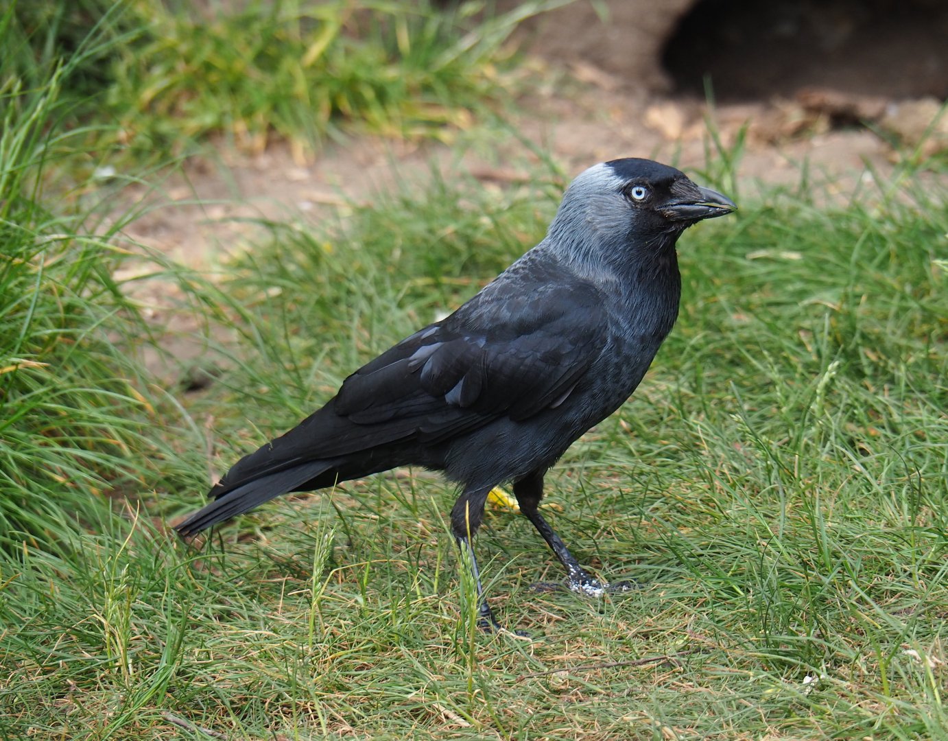 Eurasian jackdaw (Corvus monedula), 2019-05-25