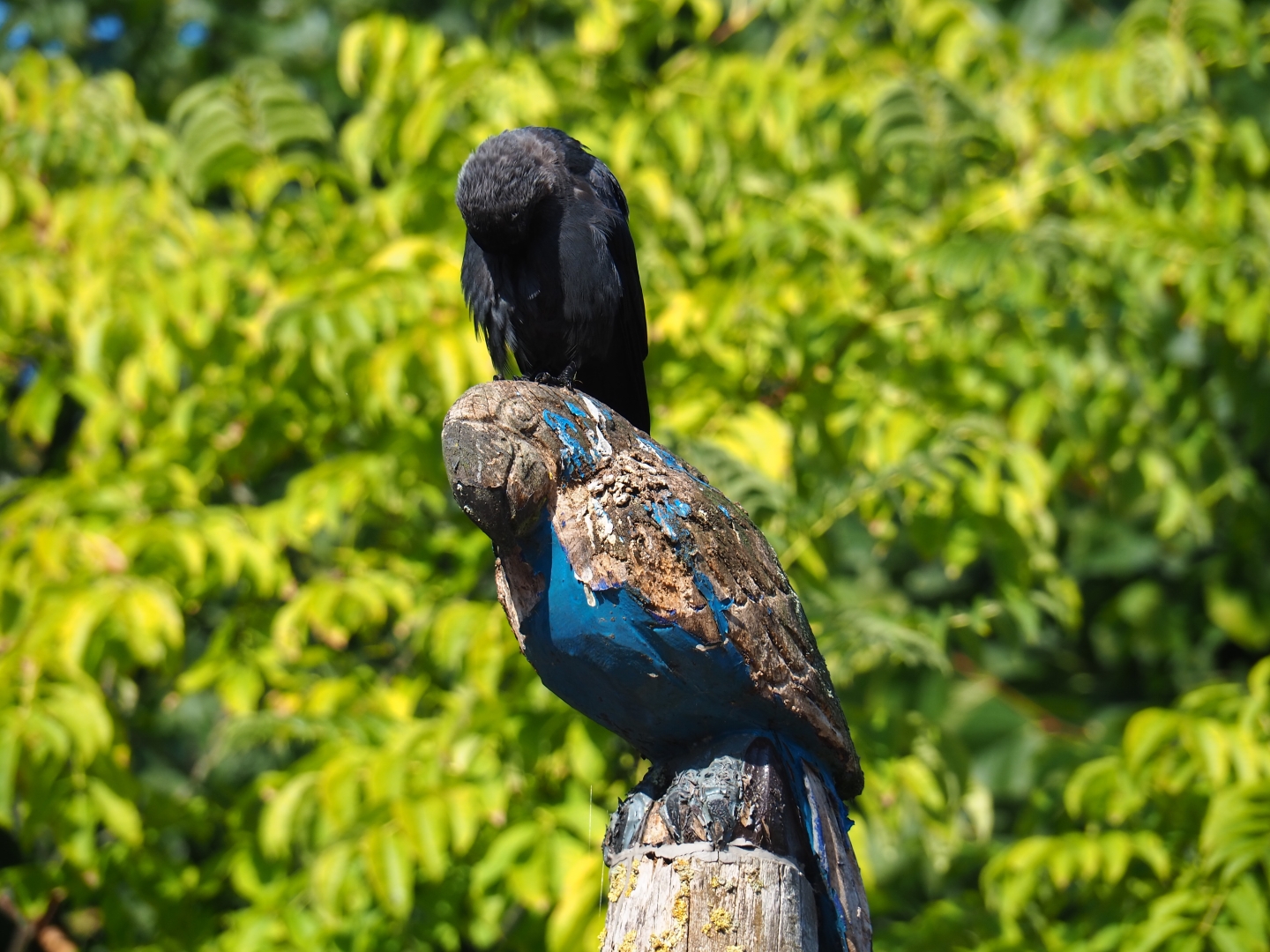 Eurasian jackdaw (Corvus monedula) on top of parrot carving (Sep 2nd, 2018)