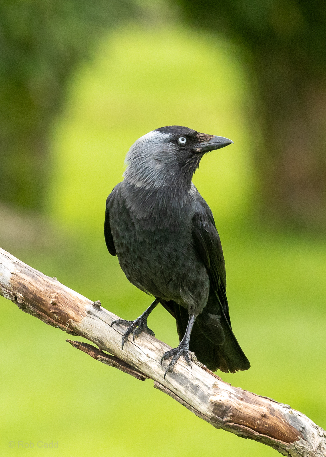 Eurasian jackdaw (wild) : Whipsnade : 24 May 2024