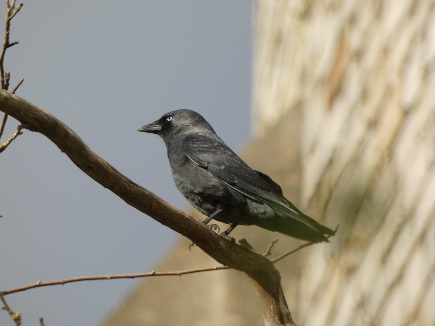 Eurasian jackdaw