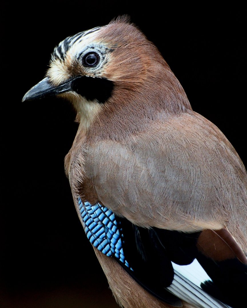 Eurasian Jay 30/08/2020