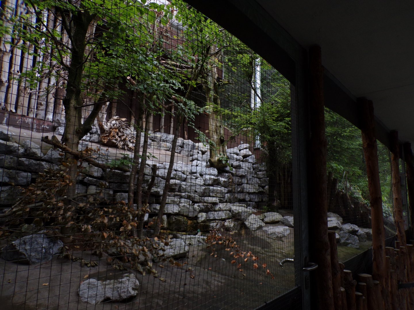 Eurasian jay and Capercailie aviary 9.7.25