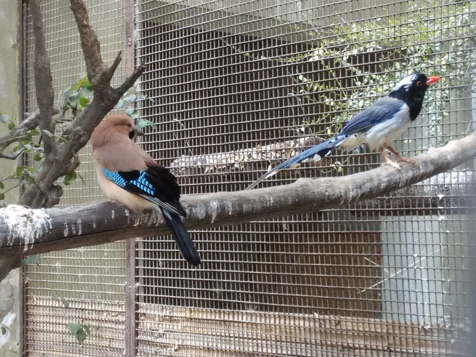 Eurasian jay and red-billed blue magpie