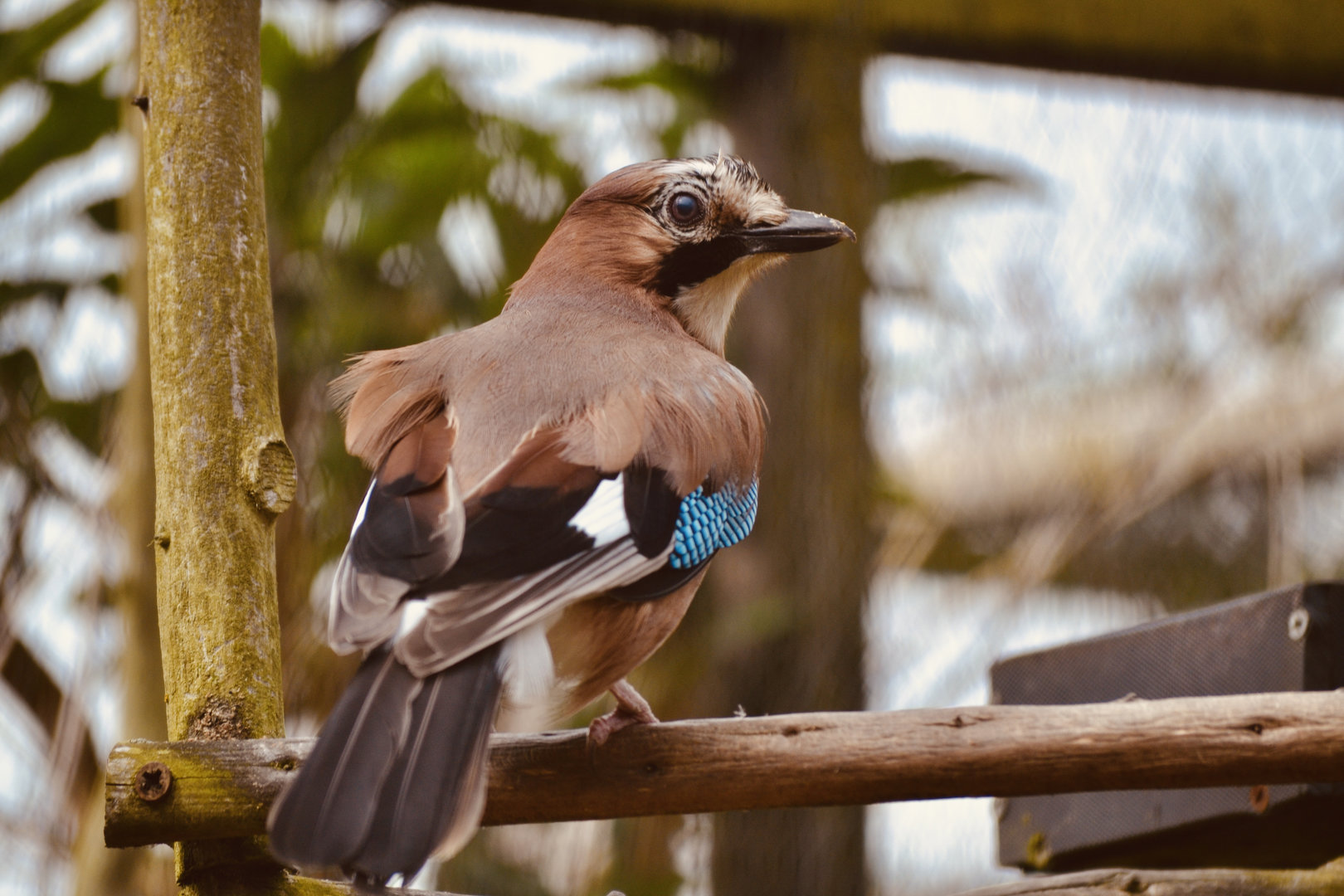 Eurasian Jay - April 2023