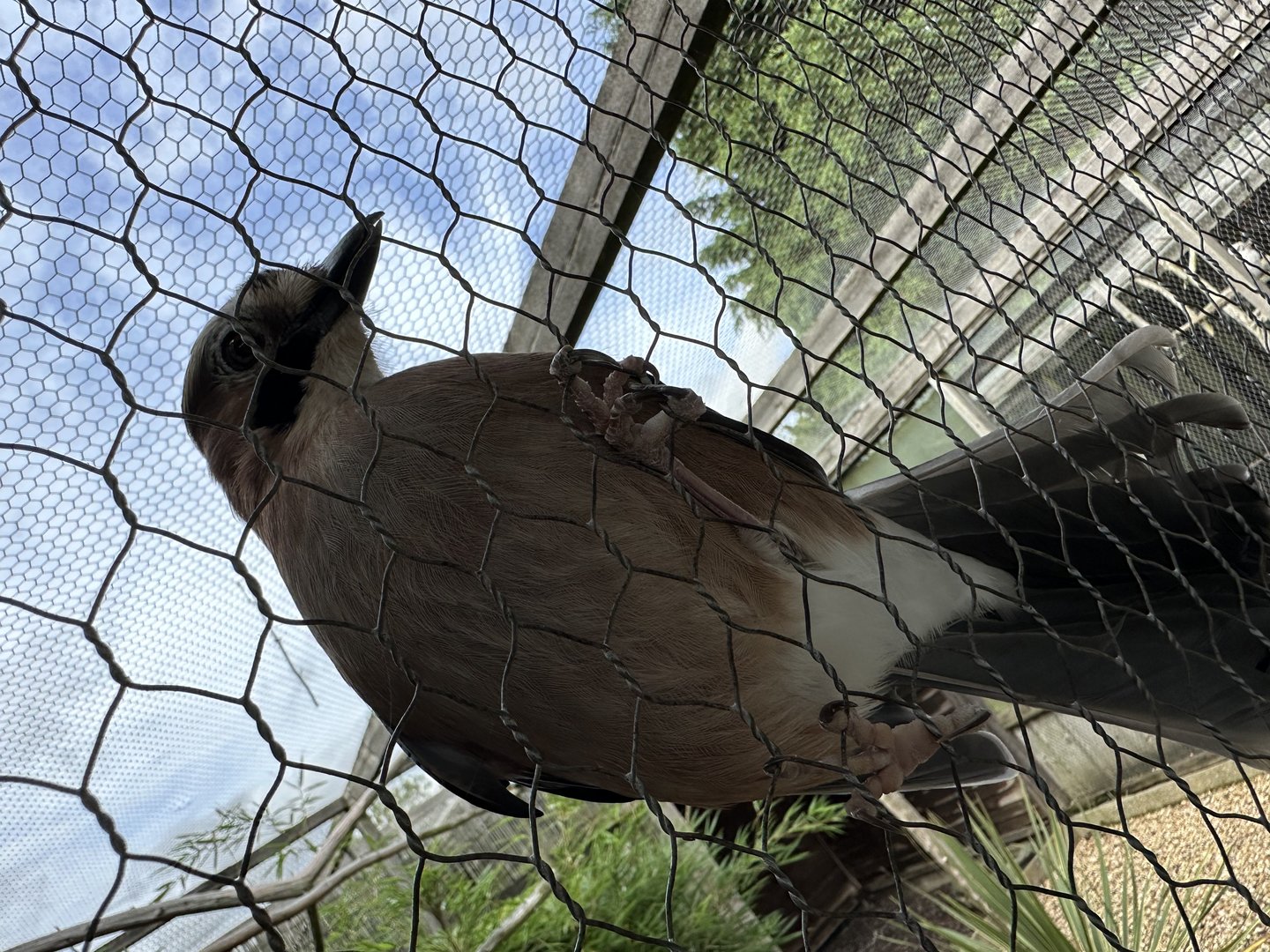 Eurasian Jay at Hamerton Zoo Park (October 2023)